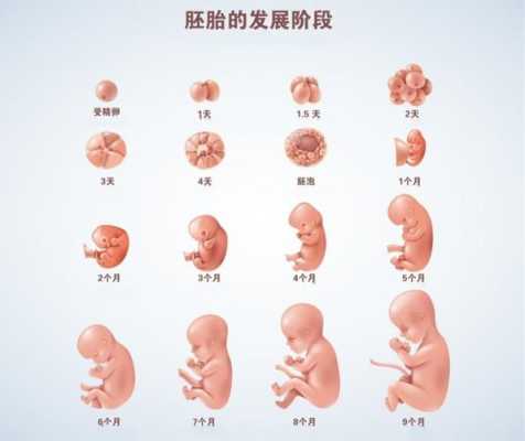 胎儿的发育过程图(胎儿的发育过程图片) 第2张 胎儿的发育过程图(胎儿的发育过程图片) 第2张