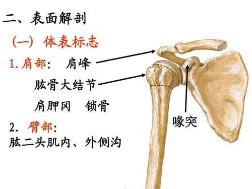 肱骨长是宝宝哪个部位,胎儿肱骨是哪里的骨头 第2张 肱骨长是宝宝哪个部位,胎儿肱骨是哪里的骨头 第2张