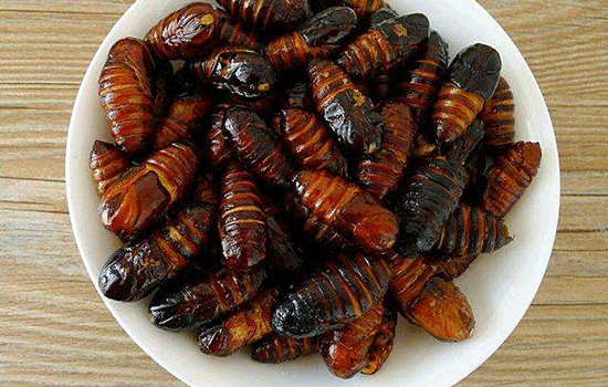 蚕蛹能吃吗,孕期可以吃蚕蛹吗有营养吗 第2张 蚕蛹能吃吗,孕期可以吃蚕蛹吗有营养吗 第2张