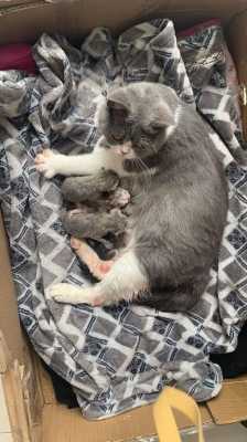 胎儿出生前（猫咪要生小猫了,该做哪些准备）  第2张