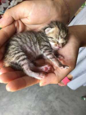 胎儿出生前（猫咪要生小猫了,该做哪些准备）  第3张