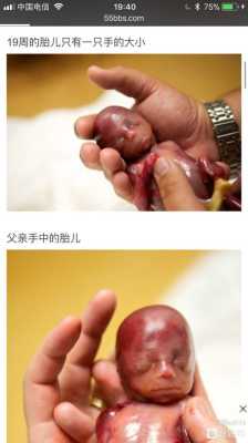 19周的胎宝宝是什么样子,怀孕十九周胎儿有多大 第2张 19周的胎宝宝是什么样子,怀孕十九周胎儿有多大 第2张