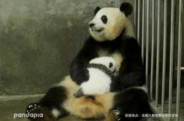 世界上在肚子里最久的婴儿,孕期最长的哺乳动物 第3张 世界上在肚子里最久的婴儿,孕期最长的哺乳动物 第3张
