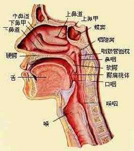 胎儿食道(胎儿食道) 第1张 胎儿食道(胎儿食道) 第1张