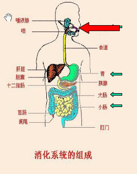 胎儿消化道(胎儿消化道) 第1张 胎儿消化道(胎儿消化道) 第1张