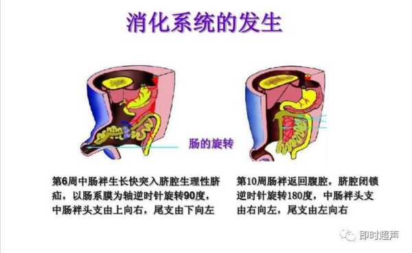 胎儿消化道(胎儿消化道) 第2张 胎儿消化道(胎儿消化道) 第2张