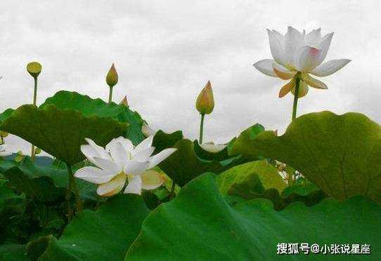 孕期梦见猪(属鼠和属猪生什么属相的宝宝好) 第3张 孕期梦见猪(属鼠和属猪生什么属相的宝宝好) 第3张