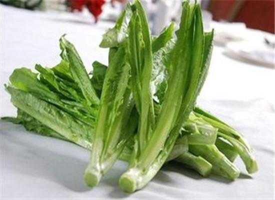 孕期可以吃油麦菜吗(产后能吃油麦菜吗) 第3张 孕期可以吃油麦菜吗(产后能吃油麦菜吗) 第3张
