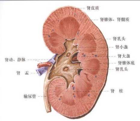 少一个肾算几级残疾,胎儿肾缺失的原因分析 第3张 少一个肾算几级残疾,胎儿肾缺失的原因分析 第3张