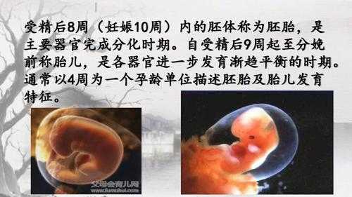胚胎与胎儿(在古代子嗣的称呼是什么意思) 第2张 胚胎与胎儿(在古代子嗣的称呼是什么意思) 第2张