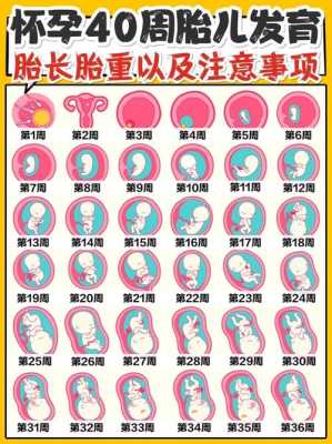 怀孕13周胎儿有多大?正常值应该是怎么样的呢?孕妇要如何补充营养,70天的胎儿有多大 第2张 怀孕13周胎儿有多大?正常值应该是怎么样的呢?孕妇要如何补充营养,70天的胎儿有多大 第2张