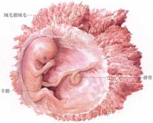 怀孕9周胎儿有多大(孕9周如何判断胎儿正常?方法是什么啊) 第1张 怀孕9周胎儿有多大(孕9周如何判断胎儿正常?方法是什么啊) 第1张