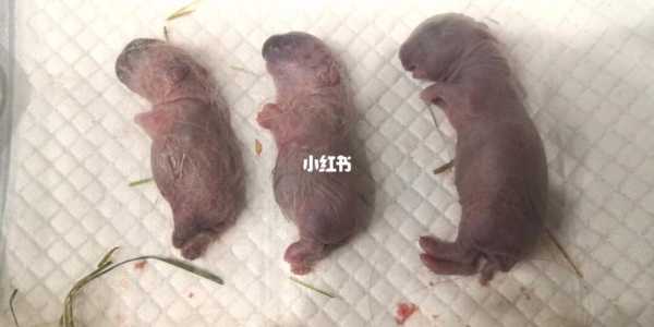 侏儒胎儿(侏儒兔几个月可以生宝宝) 第2张 侏儒胎儿(侏儒兔几个月可以生宝宝) 第2张