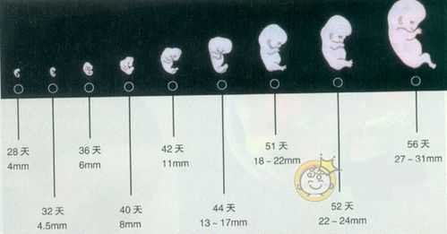胎儿十二周发育图（12周胎心170正常吗）  第1张