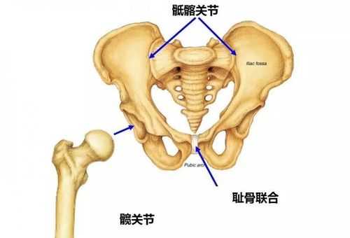 孕期尾椎骨（孕期尾椎骨疼的原因）  第2张