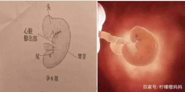你好大夫,孕8周了胎儿头臀长2.2了,正常吗,胎儿大2周正常吗 第2张 你好大夫,孕8周了胎儿头臀长2.2了,正常吗,胎儿大2周正常吗 第2张