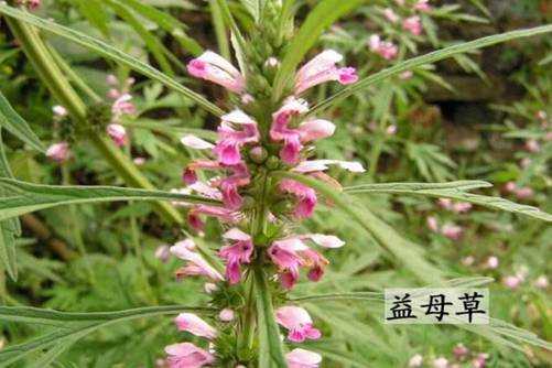 益母草月经干净后吃会不会影响怀孕,备孕期可以吃益母草吗女性 第2张 益母草月经干净后吃会不会影响怀孕,备孕期可以吃益母草吗女性 第2张