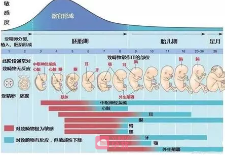 染色体正常胎儿畸形什么原因,胎儿发育畸形的原因有哪些 第2张 染色体正常胎儿畸形什么原因,胎儿发育畸形的原因有哪些 第2张