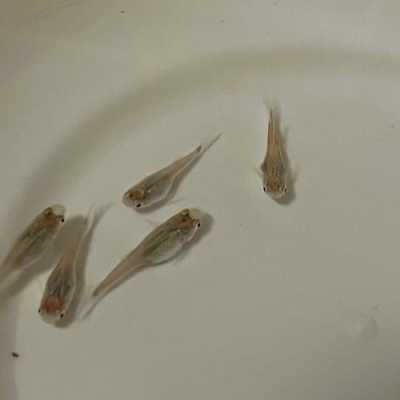 鱼的怀孕期(鱼的怀孕期是多长时间) 第2张 鱼的怀孕期(鱼的怀孕期是多长时间) 第2张