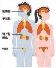 孕期内分泌(孕期内分泌) 第2张 孕期内分泌(孕期内分泌) 第2张