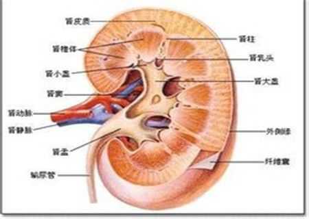 胎儿肾盂分离的原因(胎儿左肾集合系统分离是什么意思) 第2张 胎儿肾盂分离的原因(胎儿左肾集合系统分离是什么意思) 第2张