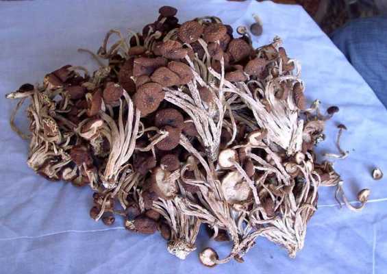 孕期可以吃茶树菇吗(孕期可以吃茶树菇吗?) 第2张 孕期可以吃茶树菇吗(孕期可以吃茶树菇吗?) 第2张