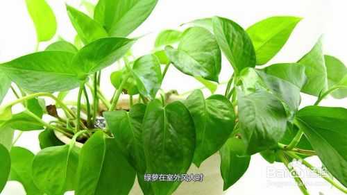 绿萝对孕妇有影响吗,孕期植物神经功能检查有必要做吗 第2张 绿萝对孕妇有影响吗,孕期植物神经功能检查有必要做吗 第2张