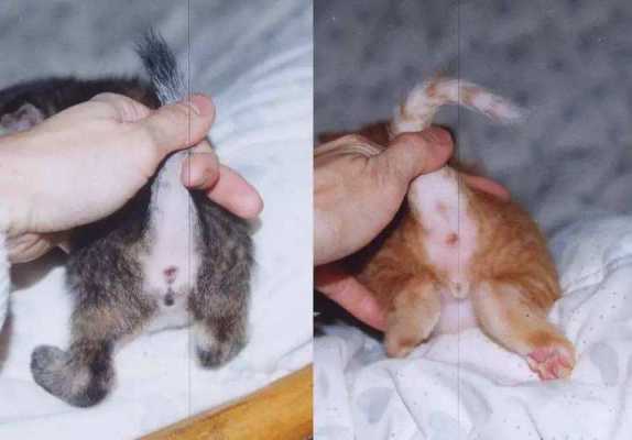 母猫怀孕了怎么办,猫怀孕期多久  第1张