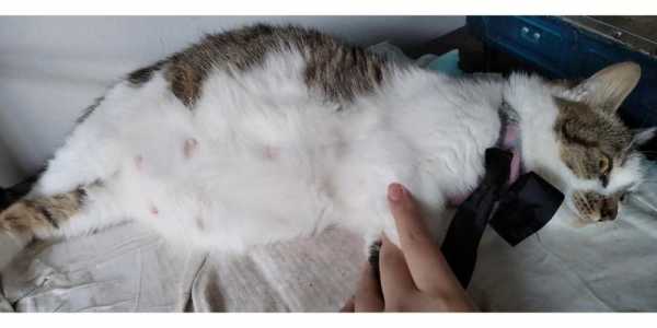 母猫怀孕了怎么办,猫怀孕期多久  第3张