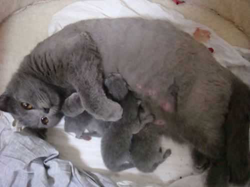 母猫怀孕了怎么办,猫怀孕期多久  第2张