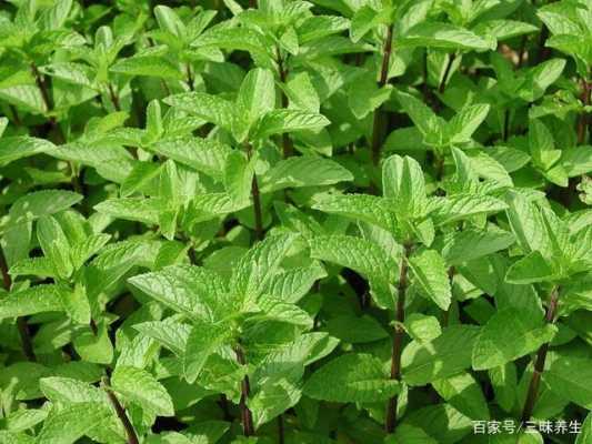 薄荷对胎儿有影响吗(孕妇闻薄荷对胎儿有影响吗) 第2张 薄荷对胎儿有影响吗(孕妇闻薄荷对胎儿有影响吗) 第2张