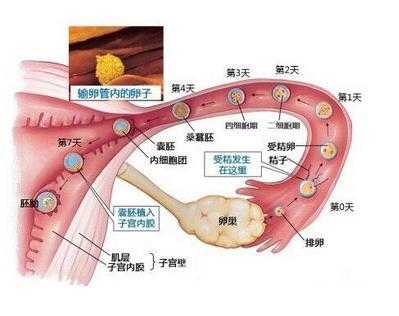 怀孕多久胎儿着床(怀孕多久胎儿着床成功) 第1张 怀孕多久胎儿着床(怀孕多久胎儿着床成功) 第1张