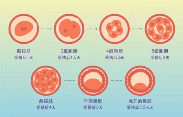 怀孕多久胎儿着床(怀孕多久胎儿着床成功) 第3张 怀孕多久胎儿着床(怀孕多久胎儿着床成功) 第3张