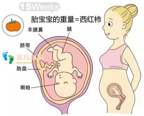 孕14周胎儿大小多少算正常,十四周的胎儿有多大图 第2张 孕14周胎儿大小多少算正常,十四周的胎儿有多大图 第2张