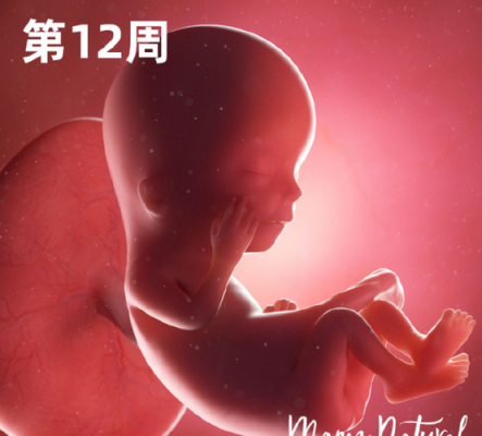胎儿多大会动(12周宝宝会动吗) 第2张 胎儿多大会动(12周宝宝会动吗) 第2张