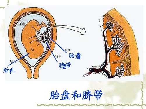 胎盘和胎儿的关系(胎盘是由谁提供的) 第2张 胎盘和胎儿的关系(胎盘是由谁提供的) 第2张