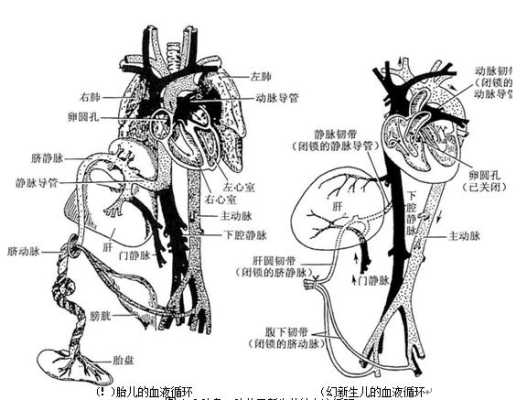胎儿脐血管（新生儿脐带的结构是）  第1张