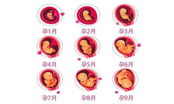 孩子是怎么孕育出来的,胎儿是怎么来的视频 第2张 孩子是怎么孕育出来的,胎儿是怎么来的视频 第2张