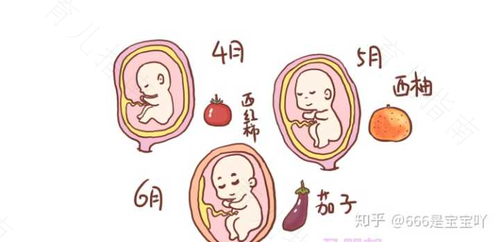 胎儿算数(儿童多大会算数) 第1张 胎儿算数(儿童多大会算数) 第1张