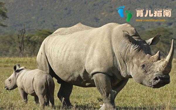 孕期最长的哺乳动物（孕期最长的哺乳动物是什么）  第2张