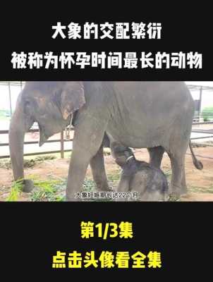 孕期最长的哺乳动物（孕期最长的哺乳动物是什么）  第3张