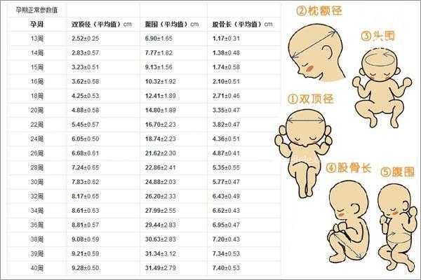 胎儿双顶径值(双顶径是什么意思呢) 第3张 胎儿双顶径值(双顶径是什么意思呢) 第3张