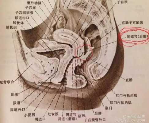 孕期阴道口疼(孕期下体偶尔一阵轻微刺痛) 第2张 孕期阴道口疼(孕期下体偶尔一阵轻微刺痛) 第2张