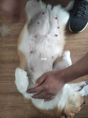 怀孕期间能不能养狗(怀孕可以养柯基吗) 第1张 怀孕期间能不能养狗(怀孕可以养柯基吗) 第1张
