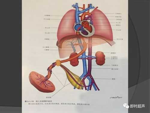 胎儿心脏图(胎儿心脏图片结构图) 第2张 胎儿心脏图(胎儿心脏图片结构图) 第2张