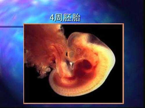 怀孕4周胎儿(怀孕4周胎儿有多大) 第1张 怀孕4周胎儿(怀孕4周胎儿有多大) 第1张