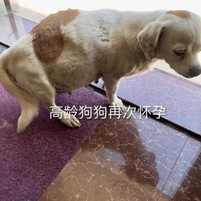 狗狗怀孕六十天还没生,今天吃了两个鸡腿桃子没红肿,狗狗怀孕期间吃什么好消化 第2张 狗狗怀孕六十天还没生,今天吃了两个鸡腿桃子没红肿,狗狗怀孕期间吃什么好消化 第2张