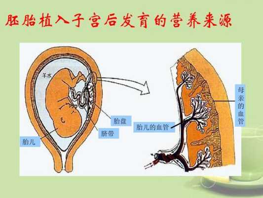 初中生物学脐带和胎盘的区别,胎儿脐带图片高清图 第1张 初中生物学脐带和胎盘的区别,胎儿脐带图片高清图 第1张