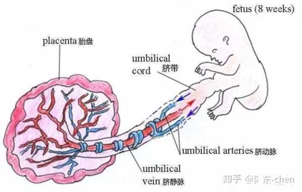 初中生物学脐带和胎盘的区别,胎儿脐带图片高清图 第2张 初中生物学脐带和胎盘的区别,胎儿脐带图片高清图 第2张