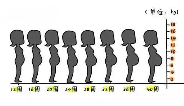孕期肚子变化图（孕妇吃饱后肚子硬怎么回事的啊？不知道这个是不是属于正常的啊）  第2张